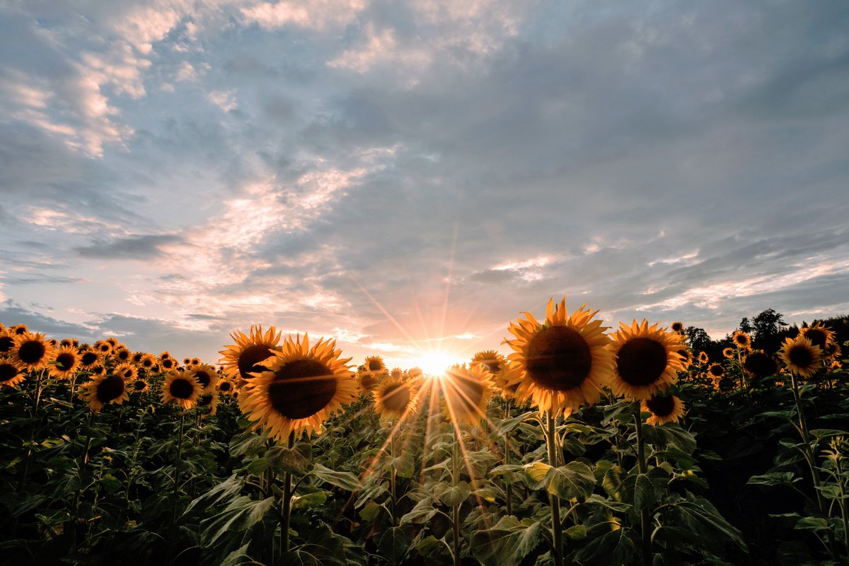 AlbanyUU's tweet photo. Join us  Sunday @ 10 for "Meet the Intern" with Jacob King.
Jacob Kings a third-year student at Starr King School for the Ministry. Jacob is excited to get to meet all of you!
Music Ann Brandon
Photo by Pascal Debrunner on Unsplash https://t.co/rn20eiYKhH