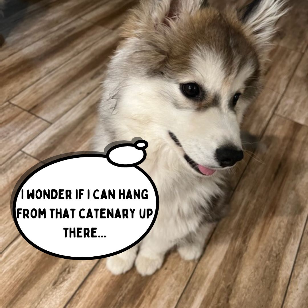 Nothing brightens your day more than your fur babies... but our lighting fixtures come pretty close.😆 Happy #InternationalDogDay! Thanks to our employees for sharing these sweet pics of their pups! 😍