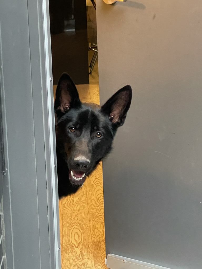 ryanjbester's tweet photo. A special shout-out to my BDF (best dog friend) on #InternationalDogDay 

Nero is a wonderful companion anytime of the year! 
#AdoptDontShop https://t.co/Az9JchRTKh