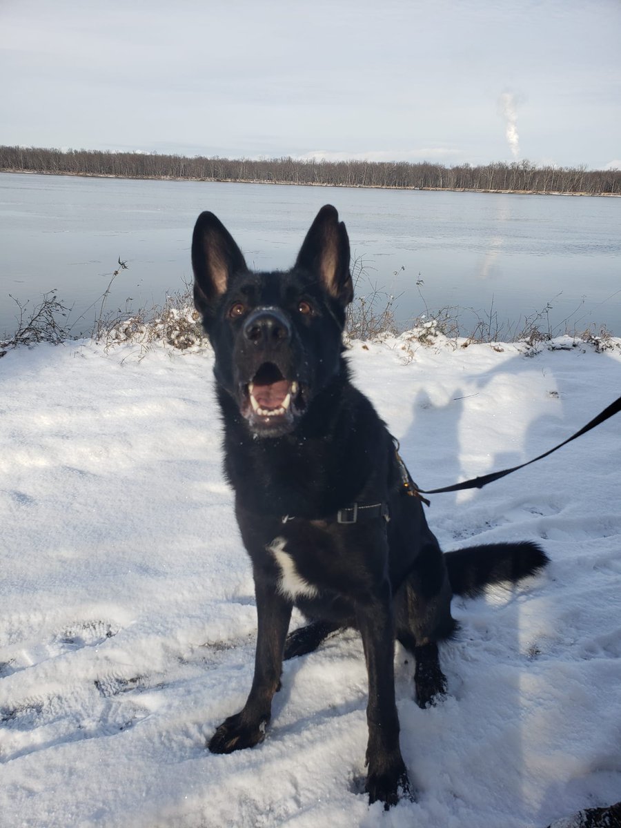 ryanjbester's tweet photo. A special shout-out to my BDF (best dog friend) on #InternationalDogDay 

Nero is a wonderful companion anytime of the year! 
#AdoptDontShop https://t.co/Az9JchRTKh