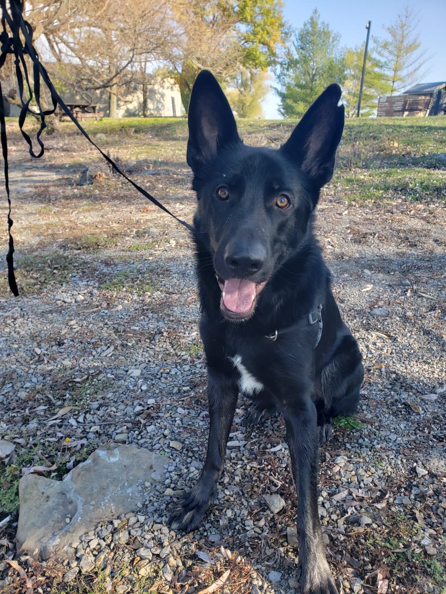 ryanjbester's tweet photo. A special shout-out to my BDF (best dog friend) on #InternationalDogDay 

Nero is a wonderful companion anytime of the year! 
#AdoptDontShop https://t.co/Az9JchRTKh