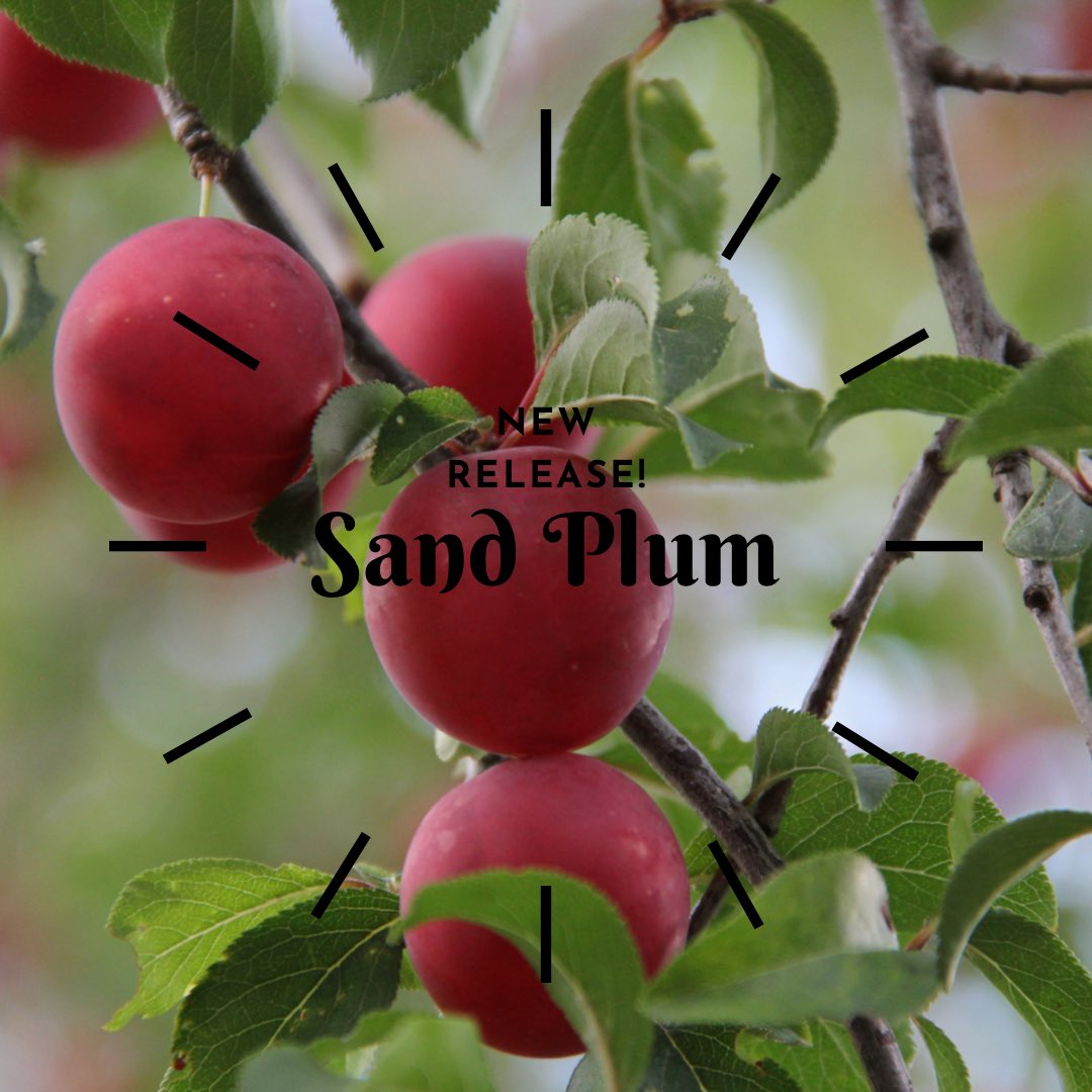 Join us to try our highly anticipated Sand Plum brew! This fruit is native to Oklahoma and gives this brew a distinctly tart flavor! #expedinturebrewery #okarchesoldestbrewery #oklahomasandplum #travelok