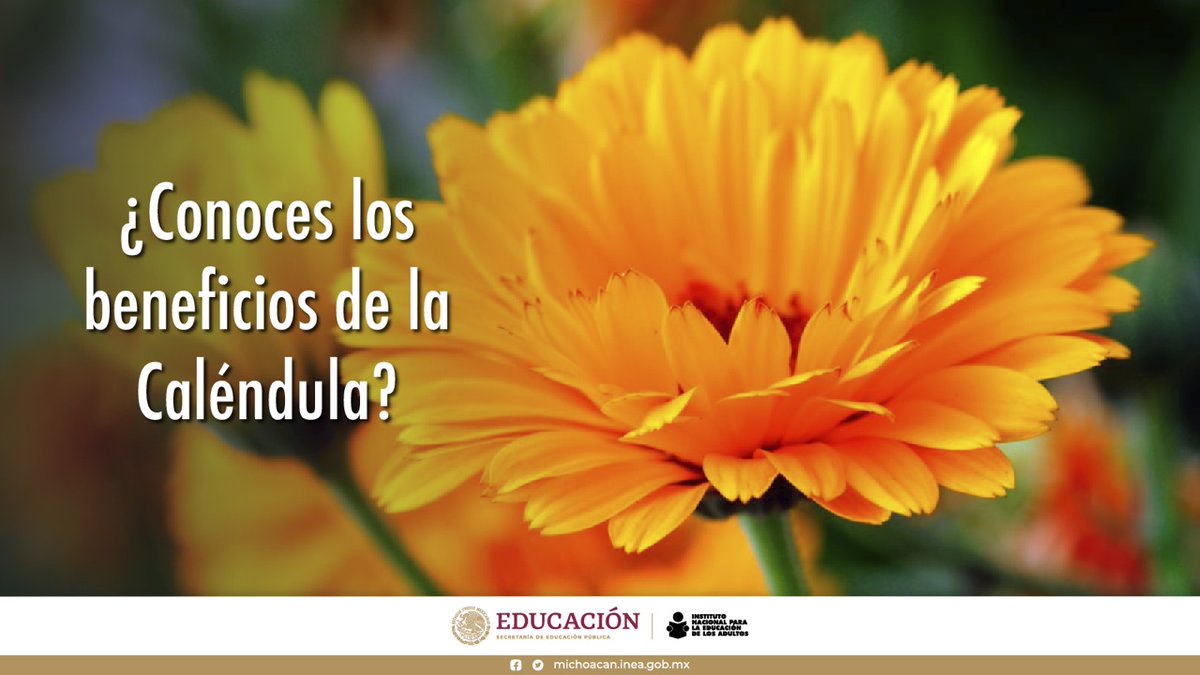 INEAZamora's tweet photo. ✨Es una flor, que posee propiedades antiinflamatorias, antifúngicas, antimicrobianas, para el cuidado de la piel,reduce la inflamación de las encías y la gingivitis. https://t.co/aG3hiY3bIc