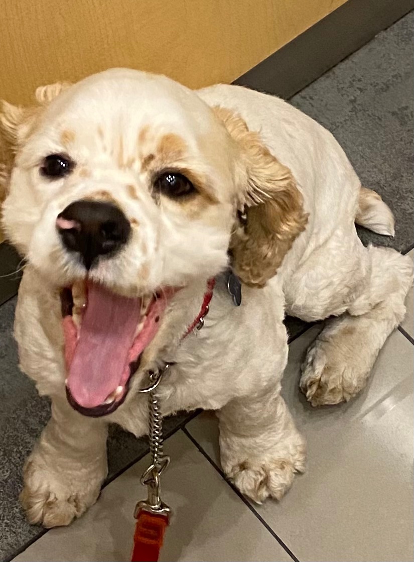 The River Institute celebrates National Dog Day every day.