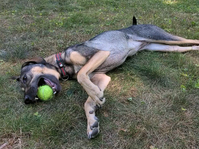 SpappyGram's tweet photo. National Dog Day! https://t.co/vk2YasVZz3