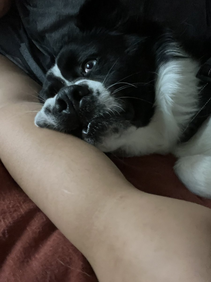 odalysg55's tweet photo. I ain’t jokin….only doggo content today #NationalDogDay https://t.co/LkHXxlizYr