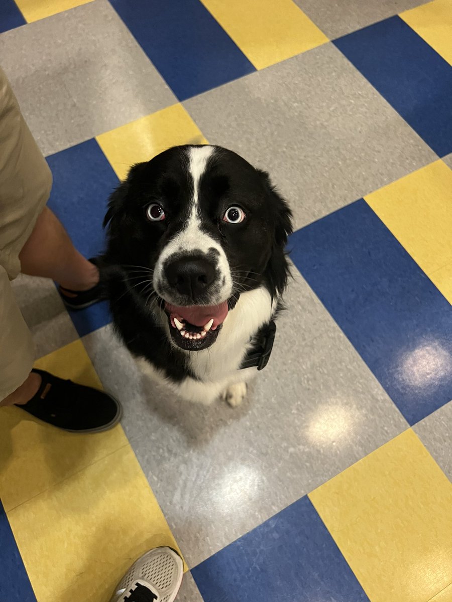 odalysg55's tweet photo. I ain’t jokin….only doggo content today #NationalDogDay https://t.co/LkHXxlizYr