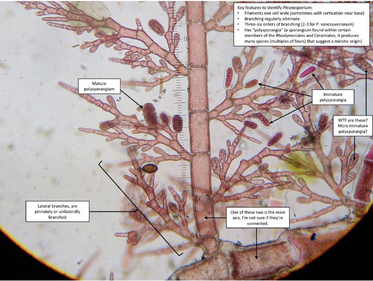 Using my 2019 annotated photos to help ID a #seaweed from Stanley Park. Lots of work to make but details immediately fall out of my brain so glad I did. Wish more annotated photos were out there! 
#phycologyfriday
inaturalist.org/projects/vanco…