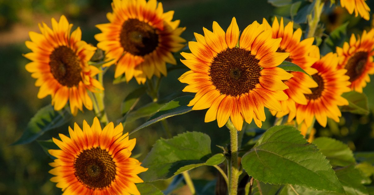 MonmouthTourism's tweet photo. Take advantage of the last month of sunflower picking season and visit one of the farms in #MonmouthCounty that offer beautiful #sunflowers such as #HollandRidgeFarm, #HappyDayFarm & #KulaUrbanFarm!🌻#monmouthcountytourism #countytourism #sunflowerpicking #sunflowers https://t.co/Zy5DIzmlYK