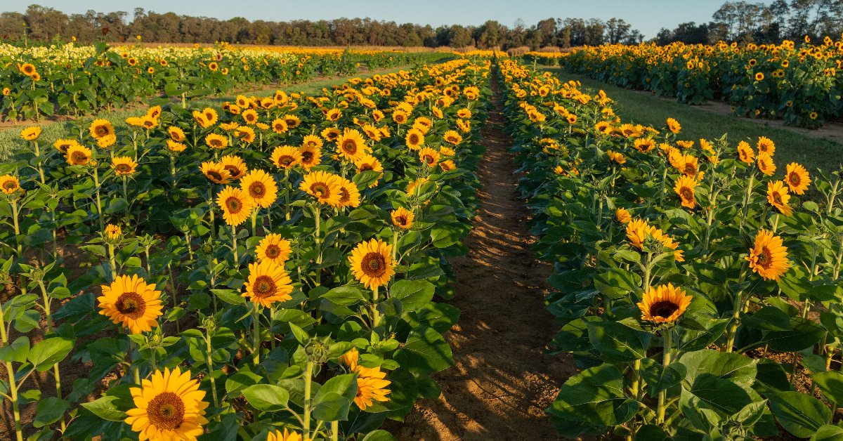MonmouthTourism's tweet photo. Take advantage of the last month of sunflower picking season and visit one of the farms in #MonmouthCounty that offer beautiful #sunflowers such as #HollandRidgeFarm, #HappyDayFarm & #KulaUrbanFarm!🌻#monmouthcountytourism #countytourism #sunflowerpicking #sunflowers https://t.co/Zy5DIzmlYK