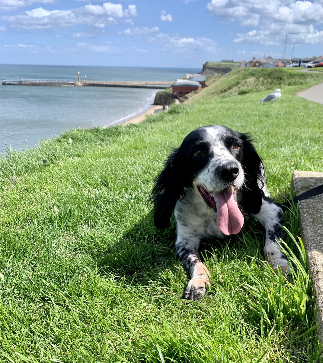 AshleyField91's tweet photo. Sleep tight Sammy 💔😔 https://t.co/YUl96UJjQF