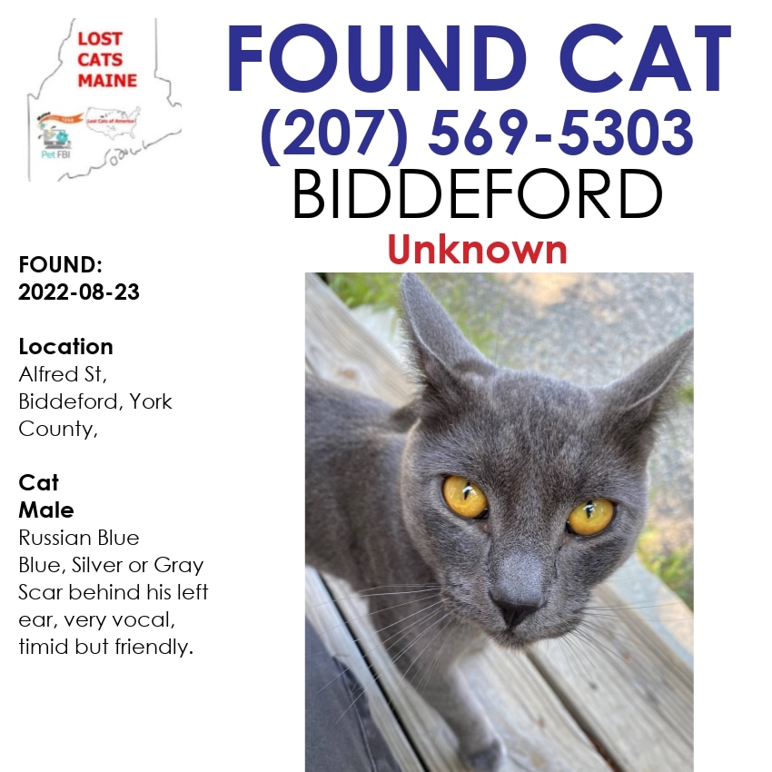 LostDogsMaine's tweet photo. Do you know this Cat? Alfred St, Biddeford, York County, ME, US, 04005. ME 04005 Found 2022-08-23 Male Russian Blue Blue/Silver or Gray

CONTACT (207) 569-5303 or (207) 205-1005
43b60883@contact.petfbi.org

More Info, Photos, and to Contact:
https://t.co/lArkcCAUnq https://t.co/zgtHNsdR7d