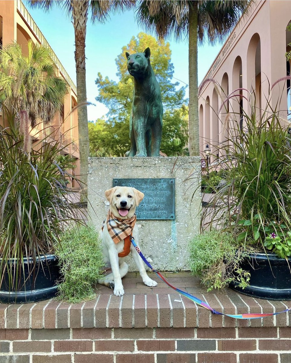 CofC's tweet photo. Happy #InternationalDogDay to some furry faces seen around campus! 🐾 

📸: @littleyellow_nala @thehuggablecav on Instagram 

#collegeofcharleston #cofc #cofc26 #firstweekofclasses https://t.co/RNuCmq0Exq