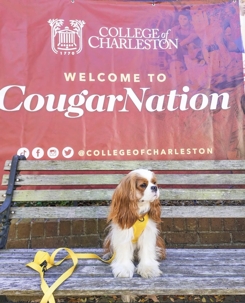 CofC's tweet photo. Happy #InternationalDogDay to some furry faces seen around campus! 🐾 

📸: @littleyellow_nala @thehuggablecav on Instagram 

#collegeofcharleston #cofc #cofc26 #firstweekofclasses https://t.co/RNuCmq0Exq