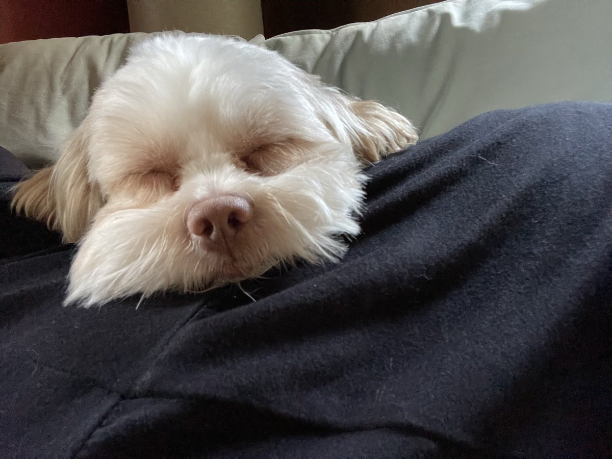 SarahAHelbig's tweet photo. It’s #InternationalDogDay and I want to be my dog, Linda. We bought you when I was #WFH and now I am in an office, paying someone to play with you. You are taking boat rides while I am working. #somethingiswronghere #luckydog https://t.co/tcftOJiVms