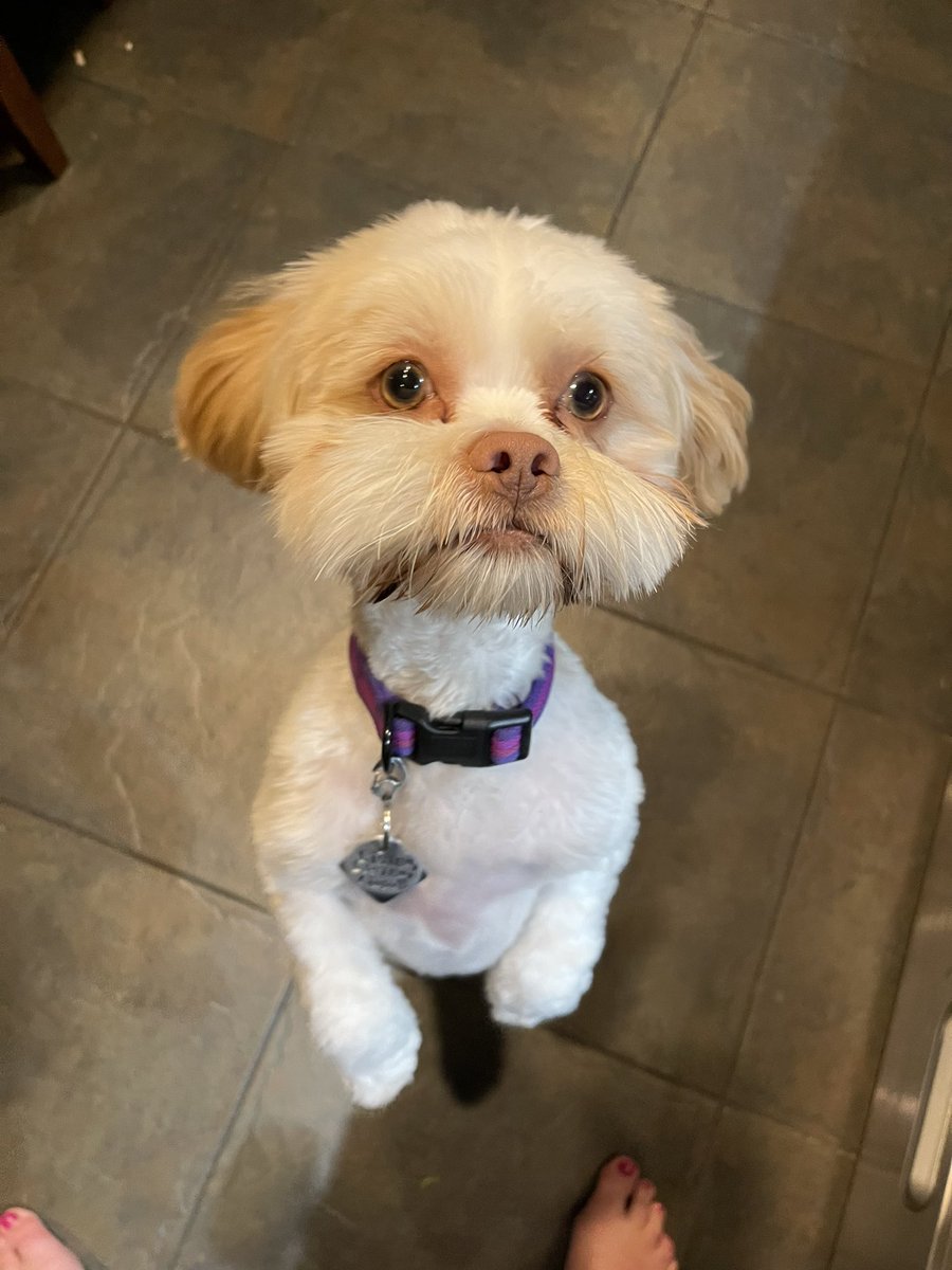 SarahAHelbig's tweet photo. It’s #InternationalDogDay and I want to be my dog, Linda. We bought you when I was #WFH and now I am in an office, paying someone to play with you. You are taking boat rides while I am working. #somethingiswronghere #luckydog https://t.co/tcftOJiVms
