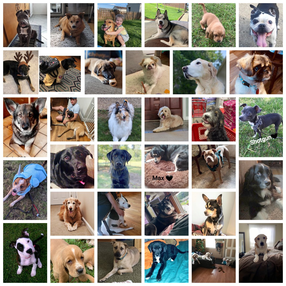 intervalaLLC's tweet photo. Happy National Dog Day! And congrats to our best friends for getting a special day that celebrates their loyalty, affection and doggone awesomeness. Thanks to all our dog-loving teammates for sharing pics of their pups! #doglovers #DogsofIntervala #DogsofTwitter https://t.co/yHlijLy4Mf