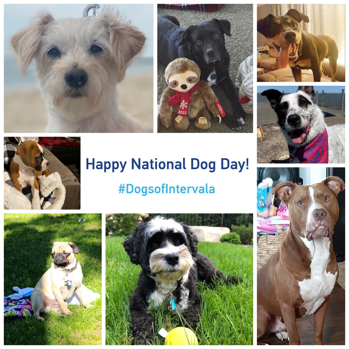 intervalaLLC's tweet photo. Happy National Dog Day! And congrats to our best friends for getting a special day that celebrates their loyalty, affection and doggone awesomeness. Thanks to all our dog-loving teammates for sharing pics of their pups! #doglovers #DogsofIntervala #DogsofTwitter https://t.co/yHlijLy4Mf