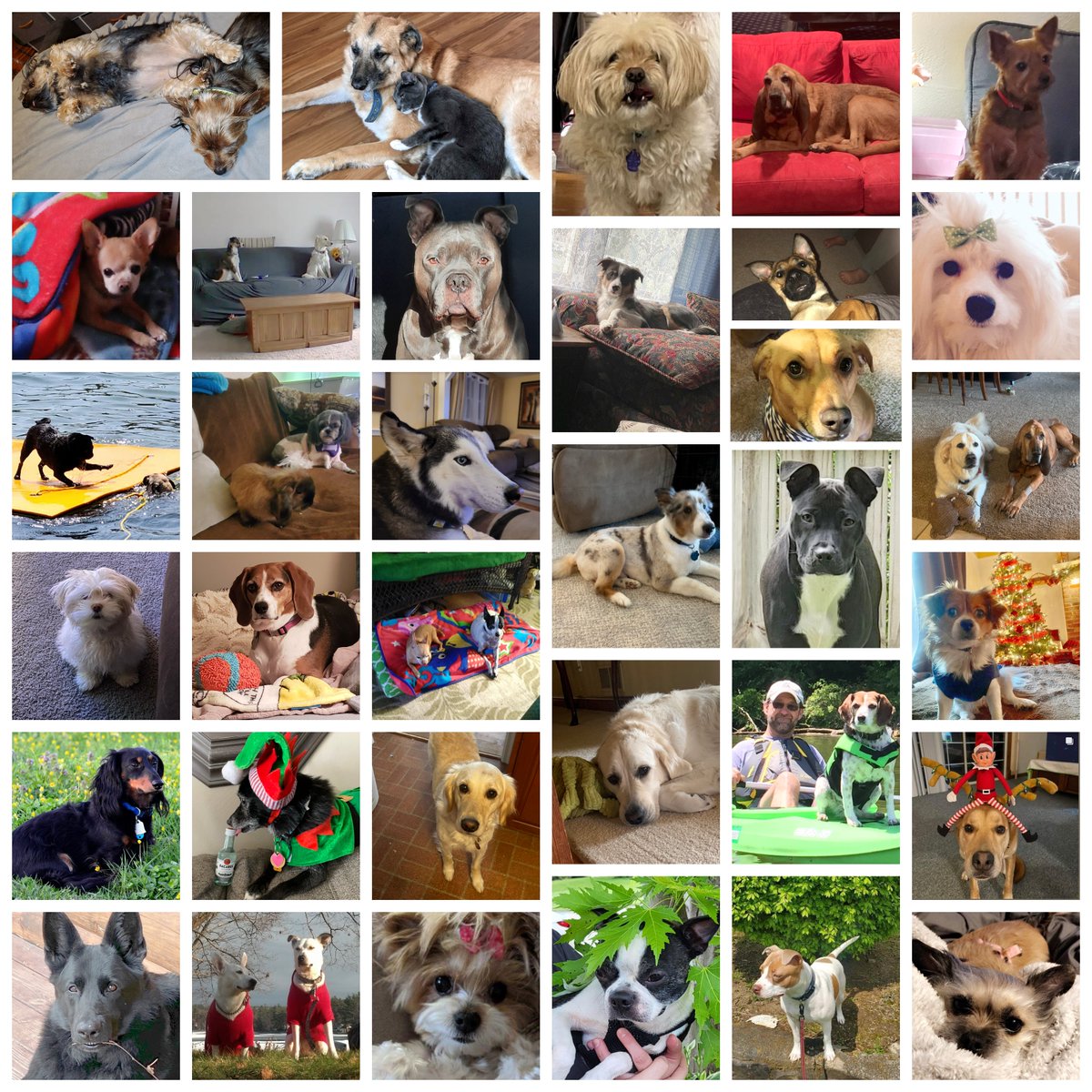 intervalaLLC's tweet photo. Happy National Dog Day! And congrats to our best friends for getting a special day that celebrates their loyalty, affection and doggone awesomeness. Thanks to all our dog-loving teammates for sharing pics of their pups! #doglovers #DogsofIntervala #DogsofTwitter https://t.co/yHlijLy4Mf