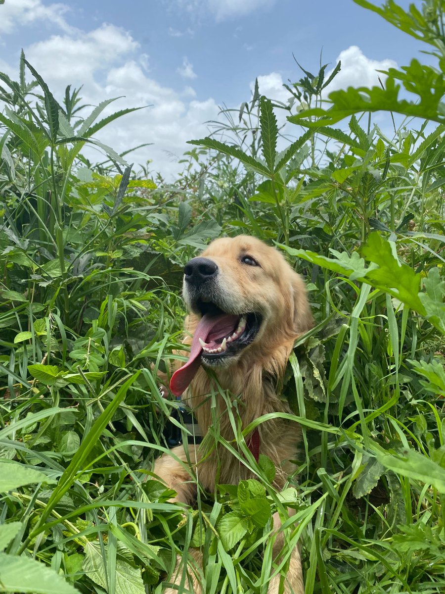 onboapi's tweet photo. For #InternationalDogDay we thought we'd introduce you to some of the goodest boys and girls working at Onbo! https://t.co/sFPcBnslCo