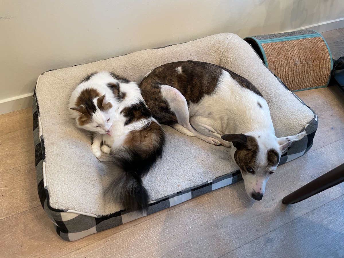 onboapi's tweet photo. For #InternationalDogDay we thought we'd introduce you to some of the goodest boys and girls working at Onbo! https://t.co/sFPcBnslCo