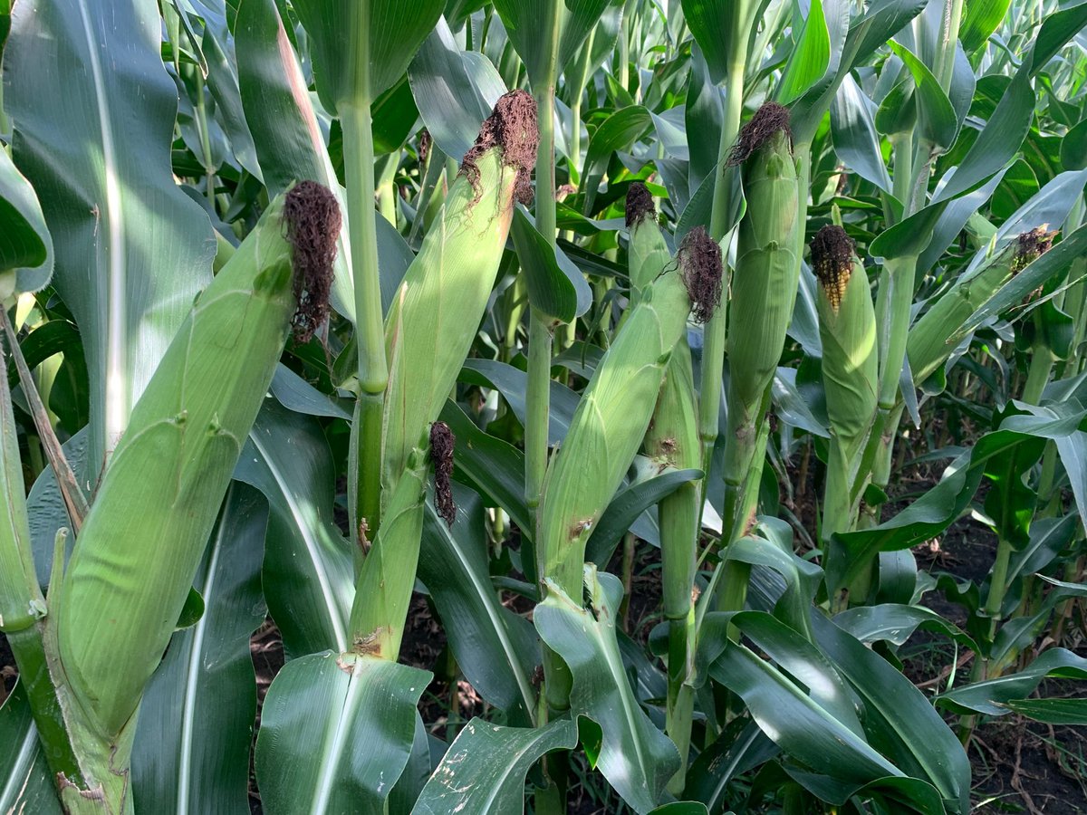 ApacheAg's tweet image. 205-70trecepta is really impressing us in south central Buffalo county. Great ear flex and moderate plant height. We’ll be taking notes during harvest on this hybrid. Planted very end of May after a forage crop was taken off #channel #nebraska #corn