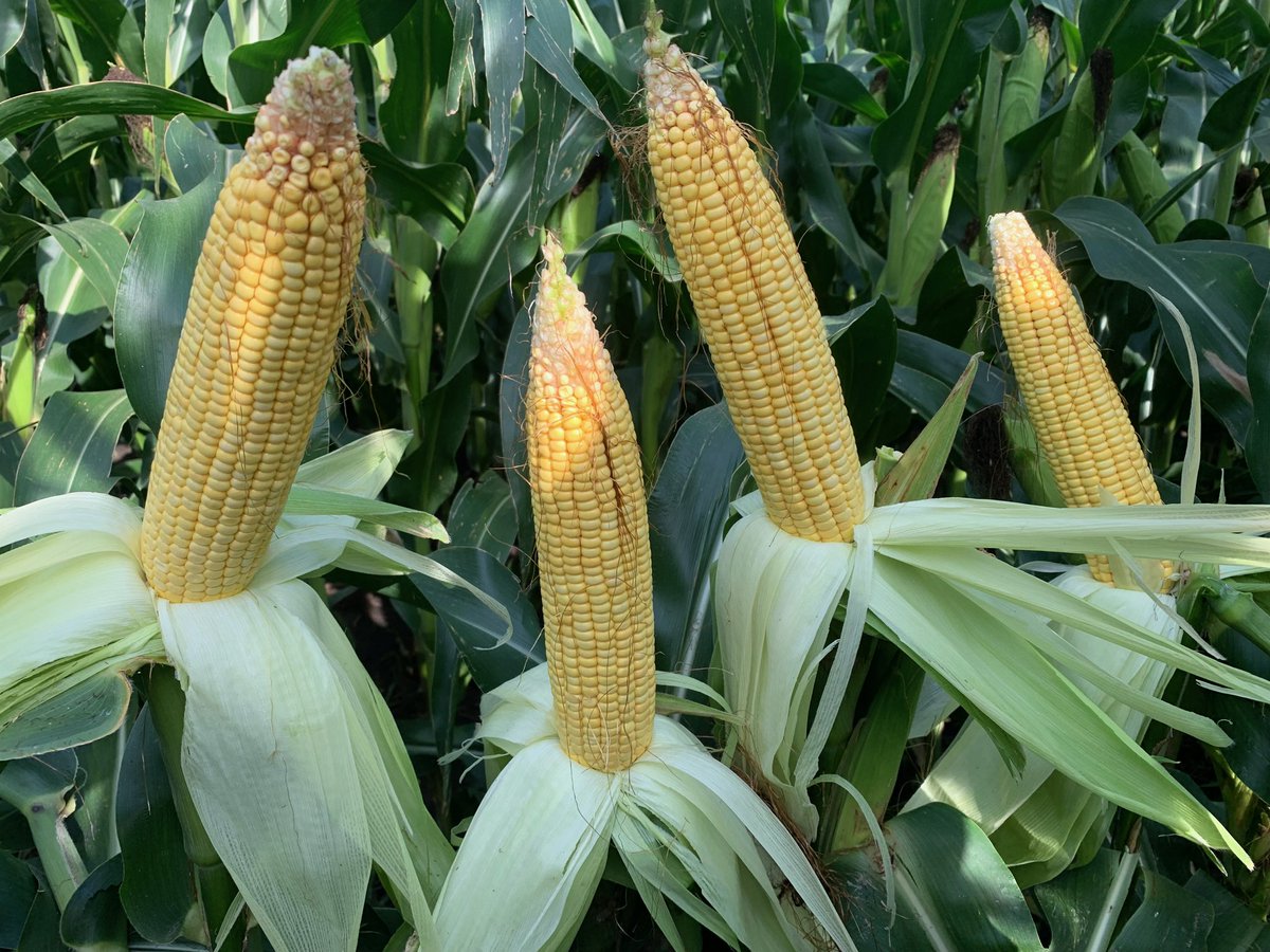 ApacheAg's tweet image. 205-70trecepta is really impressing us in south central Buffalo county. Great ear flex and moderate plant height. We’ll be taking notes during harvest on this hybrid. Planted very end of May after a forage crop was taken off #channel #nebraska #corn