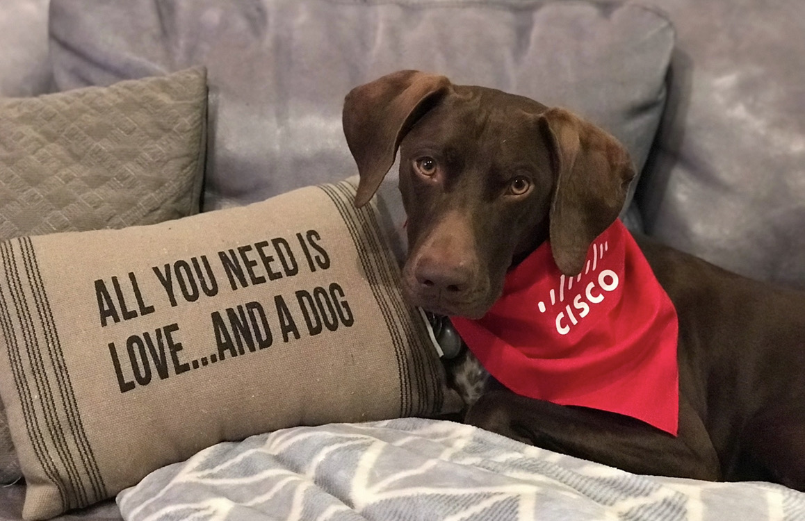 CiscoPartners's tweet photo. Our furry friends are always there to help whether you're on a @Webex meeting, taking the #CiscoSustainability Specialization or exploring #MktgVelocity courses.
Don’t you think😉?
#NationalDogDay #DogsOfCisco https://t.co/KvTAzk5XQ2
