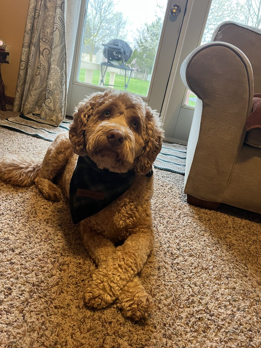 EstepLouise's tweet photo. Happy National Dog Day — Toby! https://t.co/6t0Nb6YLk8