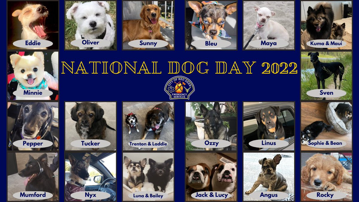 It is one of our favourite days of the year! To celebrate, here are some of our dispatcher's dogs. Happy #NationalDogDay 🐶