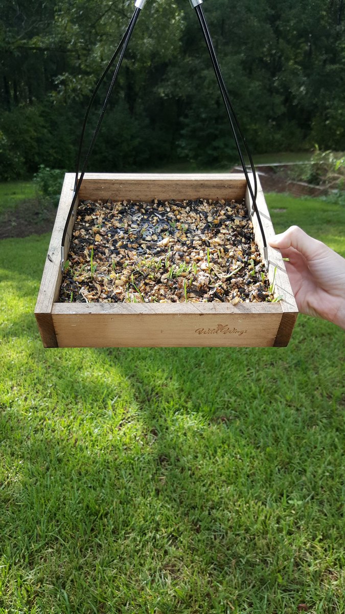 KindallSkye's tweet photo. It's been raining quite a bit. Sprouts in the bird feeder.  #birdfeeder #sprouts #augustrain https://t.co/8g4shwLoPZ