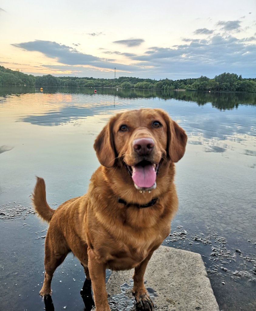 JoCooke's tweet photo. I'd be so lonely at times if it wasn't for this guy 💙
Happy #InternationalDogDay Blue #cockadorsofinstagram https://t.co/tPR8y8mBtH