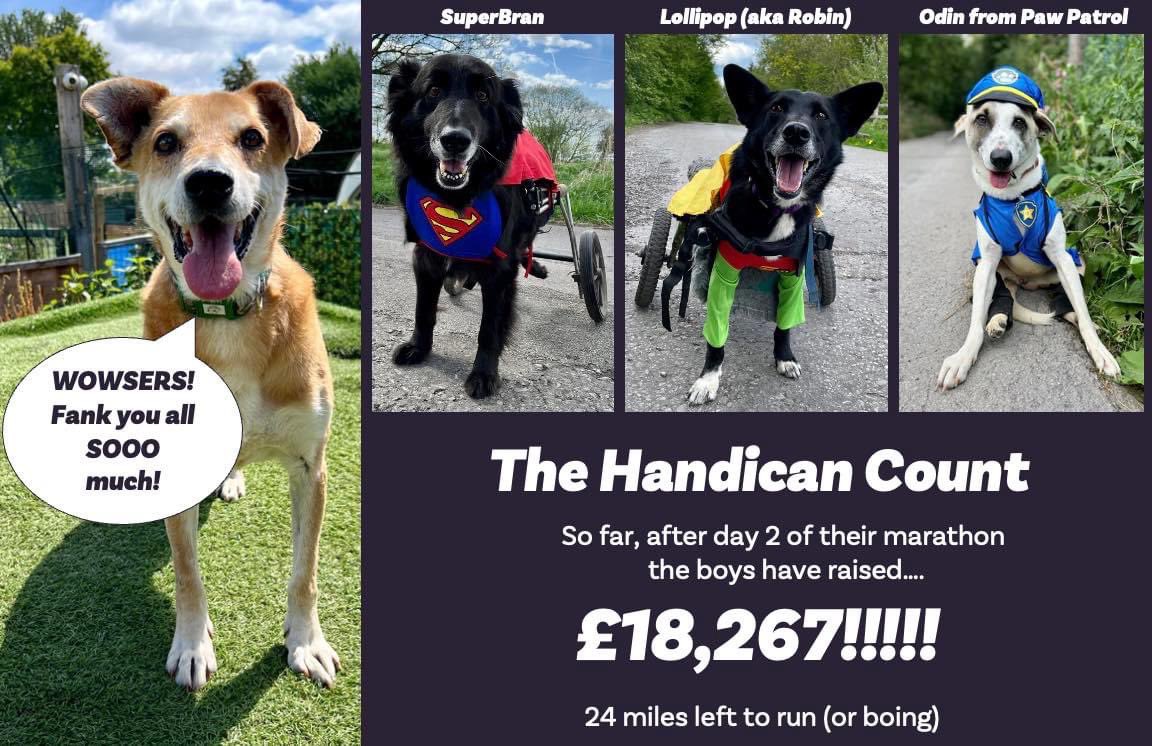 Dogs4Rescue's tweet photo. You might think donating a little can’t make a difference but Businessdog Stu has just done his first ‘Handican Count’ & after the 2nd day of their 26 day marathon the boys have already raised a staggering £18,267 😲🥳 It is not lost on us how incredibly lucky we are to receive https://t.co/lslcoxUJYq