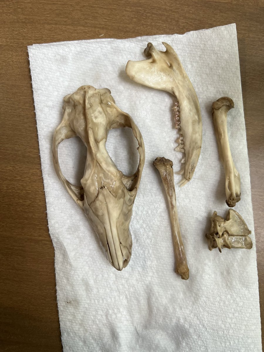 __notthatbad__'s tweet photo. Update. Found the top plate thing? I think it’s a possum? https://t.co/gRp74ERkO9
