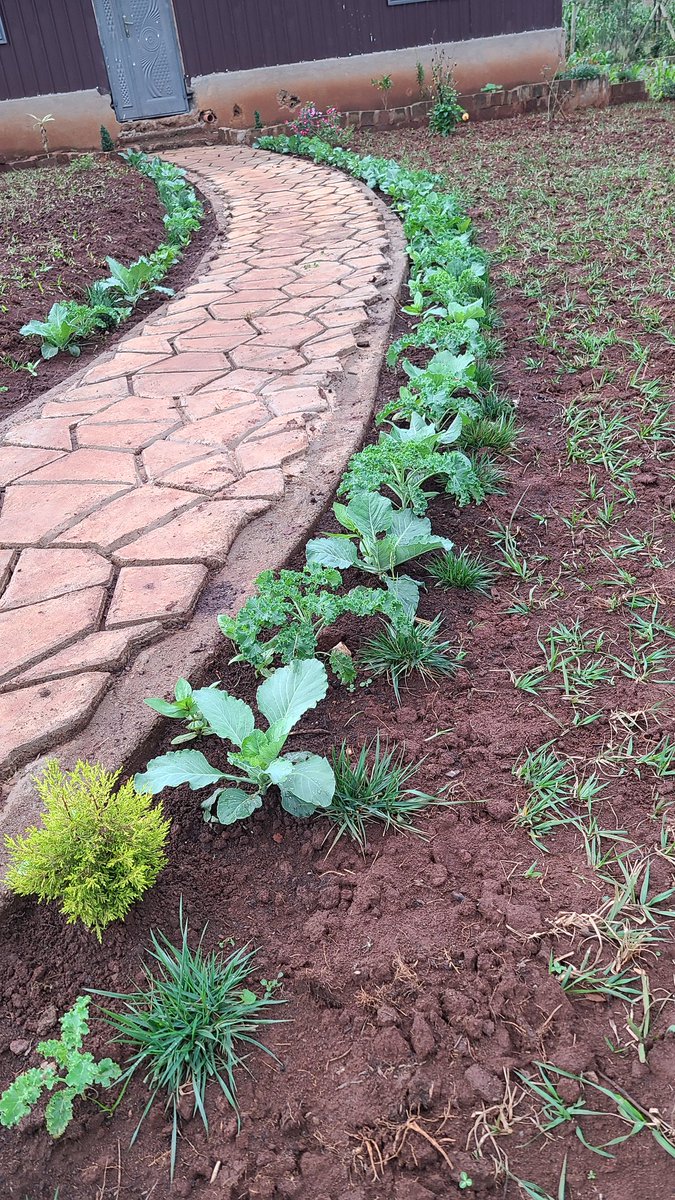 DrLumala's tweet photo. #organic farming is the future! Let's feed the world #HealthyFood through healthy farming and organic manure @Farmoncologist @hardlynesungu @UNSSC #SDG2 #PlantHealth2022 #MSLC https://t.co/wSJeMwcMUR