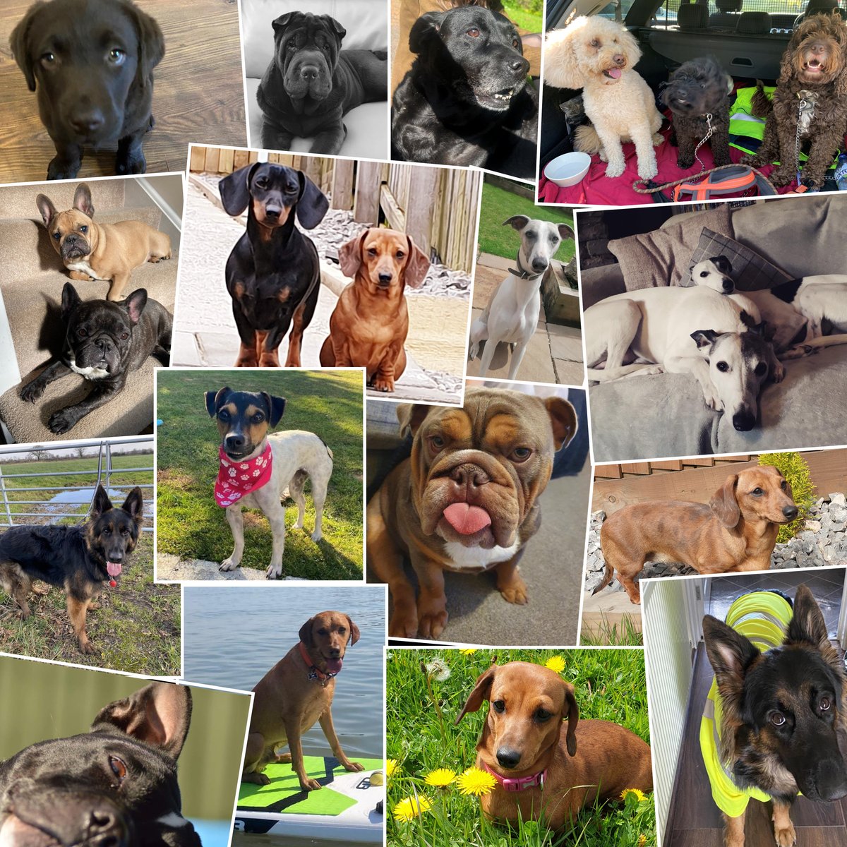 Happy International Dog Day 
#internationaldogday