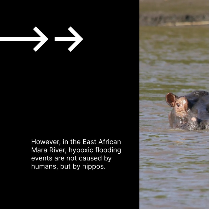 meter_env's tweet photo. #METERinthefield
Check out the fascinating research done by Dr. @ChrisLDutton and other researchers using the #ATMOS41 and METER #data loggers in the Mara River.
Head over to @ChrisLDutton for more interesting research!