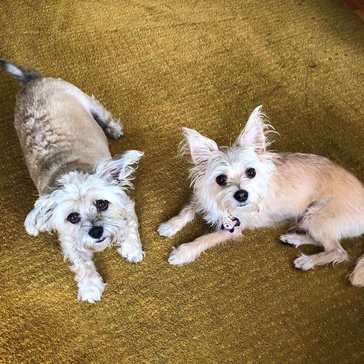 HAPPY NATIONAL DOG DAY! Send us your dogs!