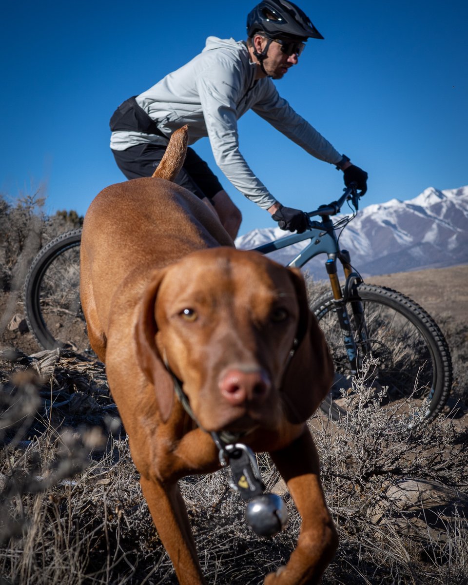 CompCyclist's tweet image. Did you say #NationalDogDay? That&apos;s right! Today we celebrate our shop companions, trail shredders, and best friends. 🎉 🐶

#nationaldogday🐶 #pupsofinsta #dogsofinstagram #dogsandbikes #cyclist #shopdog #traildog