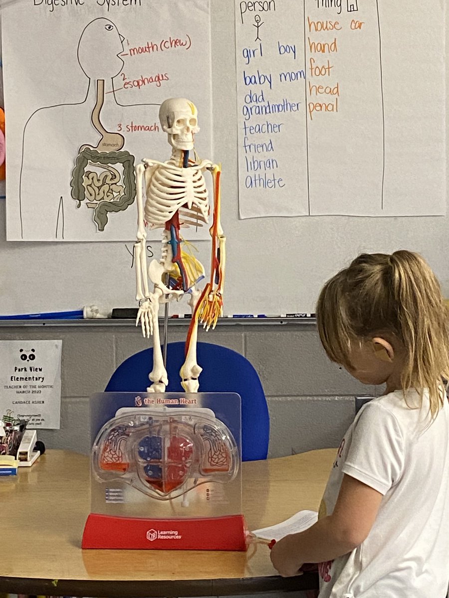 PVES Firsties learning about the skeletal and circulatory systems function. #coreknowledge #bodysystems #themoreyouknow #PVPandas