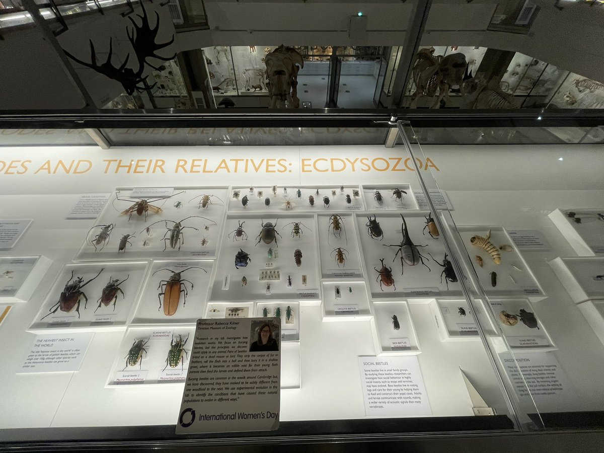 DrJoScience's tweet photo. Today was a double museum day for #DrJo on tour! A bit of a busman’s holiday at the @ZoologyMuseum, inc the #ButterfliesThroughTime exhibition 🦋 followed by some diverse culture at @FitzMuseum_UK and #HockneysEye exhibition 🎨 #perspective #CameraObscura #ScienceIsEverywhere https://t.co/njm91DKUrU