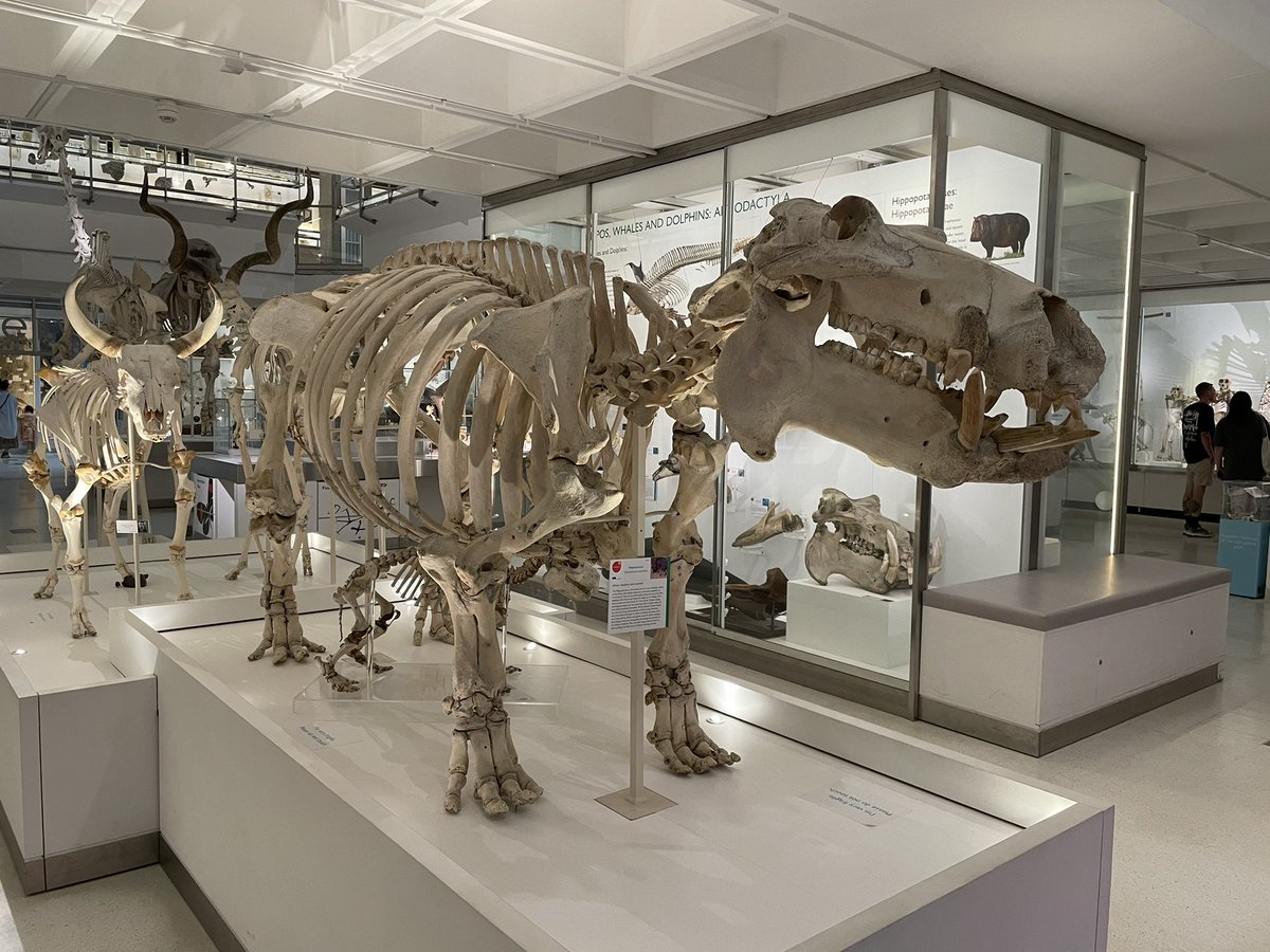 DrJoScience's tweet photo. Today was a double museum day for #DrJo on tour! A bit of a busman’s holiday at the @ZoologyMuseum, inc the #ButterfliesThroughTime exhibition 🦋 followed by some diverse culture at @FitzMuseum_UK and #HockneysEye exhibition 🎨 #perspective #CameraObscura #ScienceIsEverywhere https://t.co/njm91DKUrU