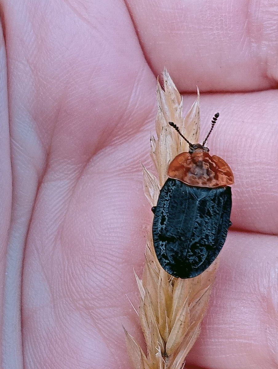 ScrubbiesUK tweet media