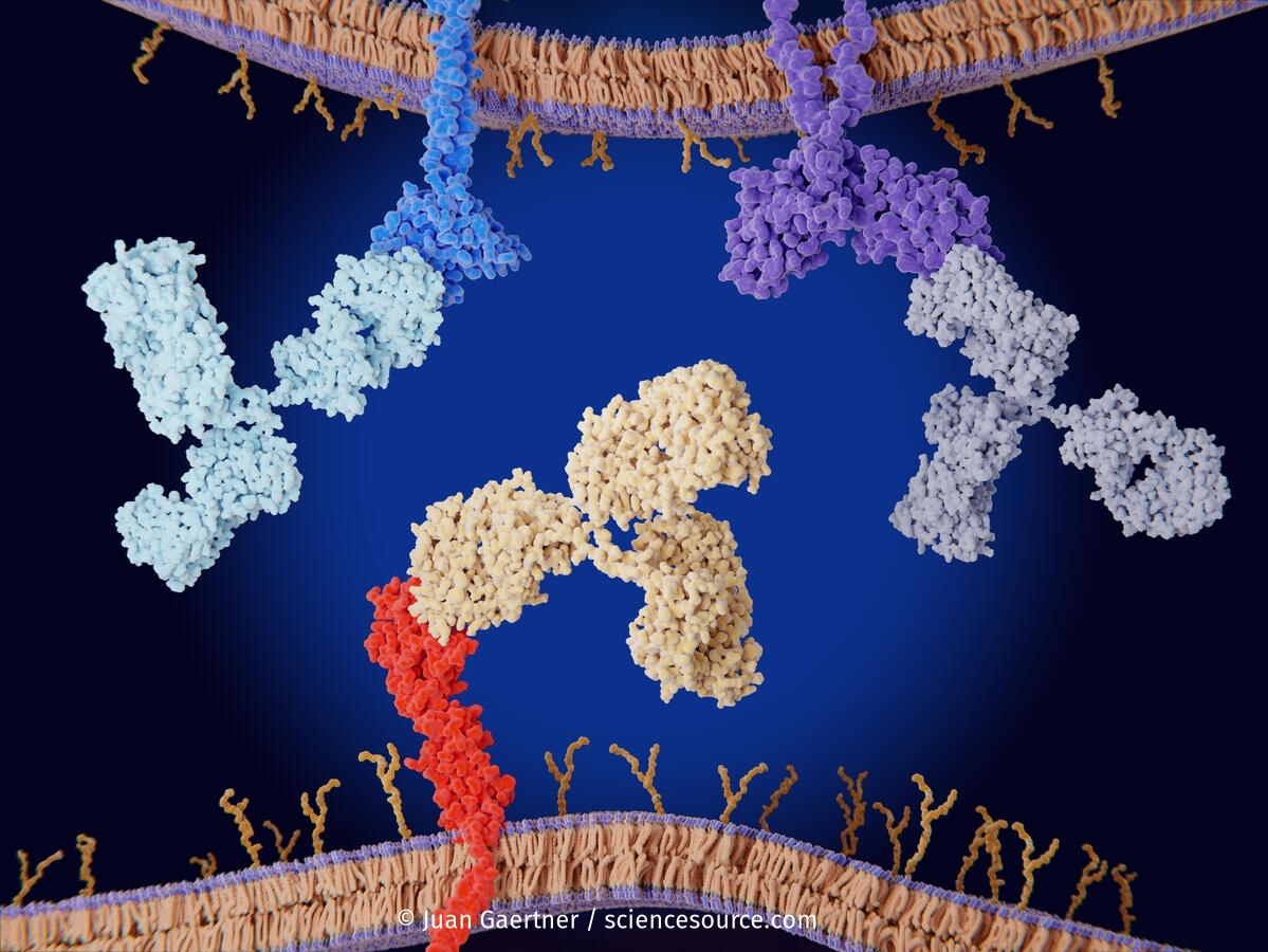 ScienceSource's tweet image. Immune checkpoint inhibitors: PD-1, CTLA_4 and PD-1 blocked by therapeutic antibodies
© Juan Gaertner / Science Source
ScienceSource.com image ID: SS1405325
#molecularmodel #pdl1 #pd1 #ctla4 #tcell #tcells #immune #immunecheckpoint #immunecheckpoints #cancer #cancercells