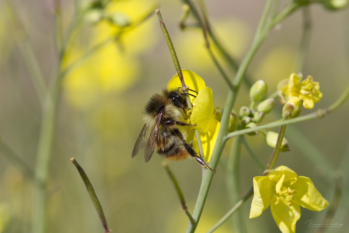 Finally found Britain's rarest Bumblebee, The Shrill Carder Bee at Swanscombe Marshes. The thought that this nationally important habitat could be bulldzed so that a handful of people can make a quick buck on a theme park is sickening @LondonResort @sspcampaign @SaveSwanscombe