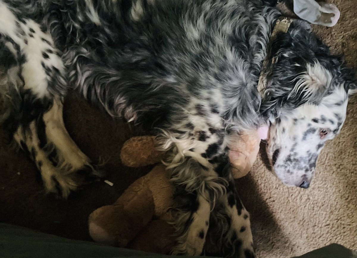 MKPrusnick's tweet photo. It’s #NationalDogDay. The Prusnick dogs are curled up and taking it easy. You’ll usually find them defending the yard against squirrels, begging for pepperoni & being the two most loving guys around. Where are the other #DogsOf54? https://t.co/QO2KbSESQZ