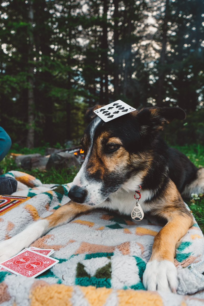 She’s a 10 but you have to get her medications in a different country #nationaldogday2022 #epilepsy