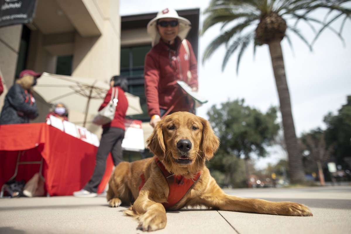 Stanford's tweet photo. Happy #NationalDogDay to all the Stanford pups out there. 🐶 

📸: Andrew Brodhead https://t.co/RSKyS4WfiD