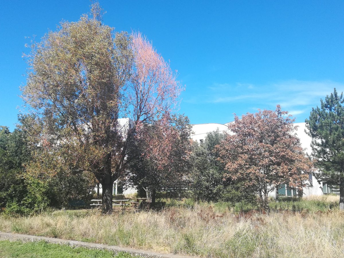MeteoLyon07's tweet photo. La sécheresse et la chaleur font perdre leurs feuilles aux arbres laissant apparaitre des couleurs d'automne. Pas très bucolique quand on remarque que certains arbres sont desséchés sur leur côté sud comme il y a deux jours dans les jardins de l' #ENSL (Lyon 7e). https://t.co/9p3SeRCaqj