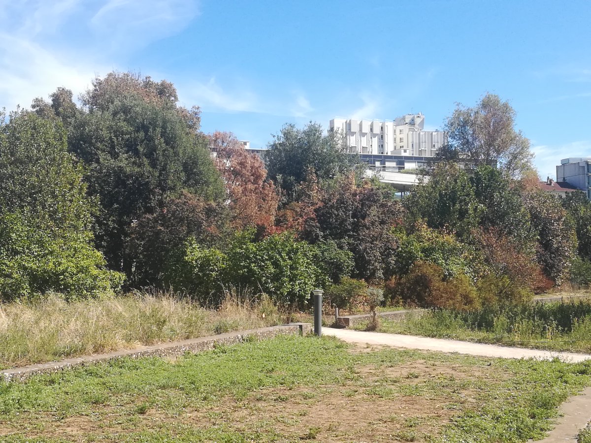 MeteoLyon07's tweet photo. La sécheresse et la chaleur font perdre leurs feuilles aux arbres laissant apparaitre des couleurs d'automne. Pas très bucolique quand on remarque que certains arbres sont desséchés sur leur côté sud comme il y a deux jours dans les jardins de l' #ENSL (Lyon 7e). https://t.co/9p3SeRCaqj